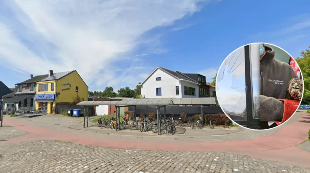 Hawk crashes through Brasschaat school window, VOC rescues it