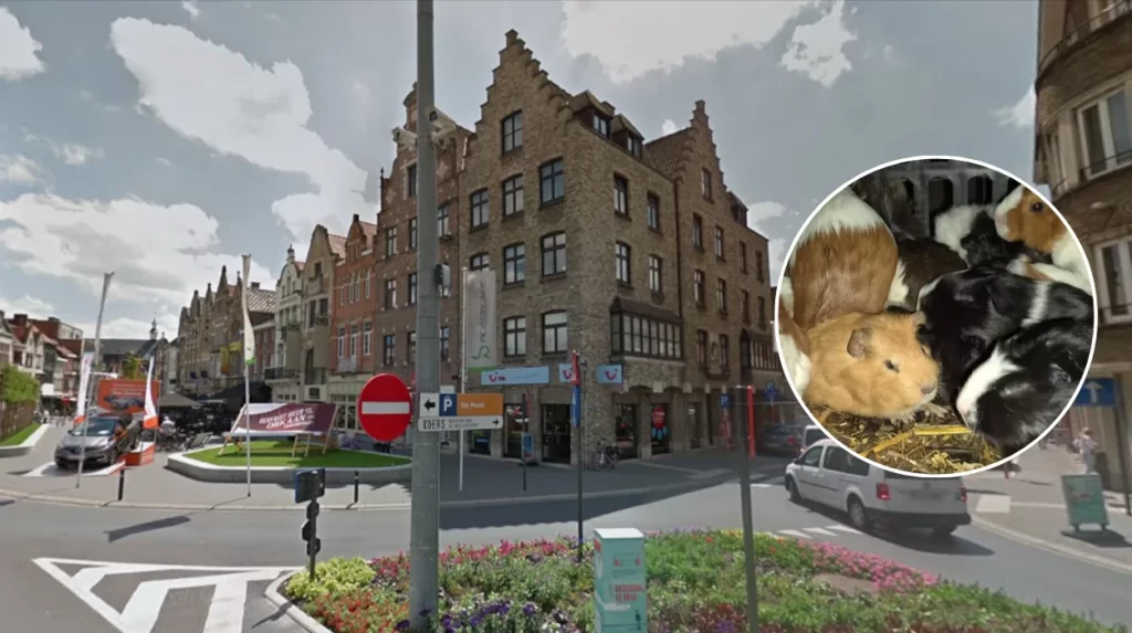 Over 60 guinea pigs abandoned in Roeselare, rescued by Duts