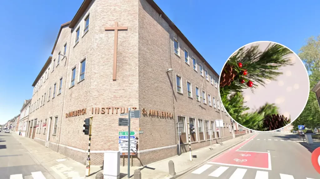 East Flanders sees 10% drop in real Christmas tree sales