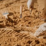 Brazil dinosaur fossils mystery 2026: What was revealed?