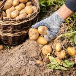 The Importance Of Fresh Ingredients In Cooking