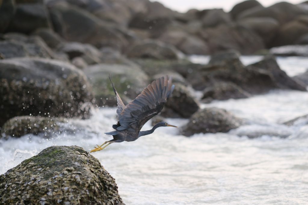 Rare African Bird Draws Hundreds Of Twitchers To UK