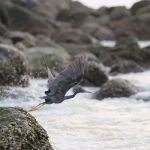Rare African Bird Draws Hundreds Of Twitchers To UK