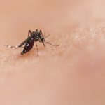Sri Lanka Dengue Fever Outbreak Surpasses 44,000 Cases