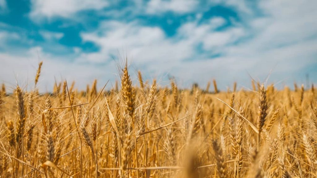 Russian Strikes To Slash Ukraine Grain Exports by Third