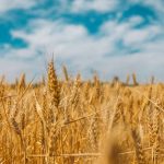 Russian Strikes To Slash Ukraine Grain Exports by Third