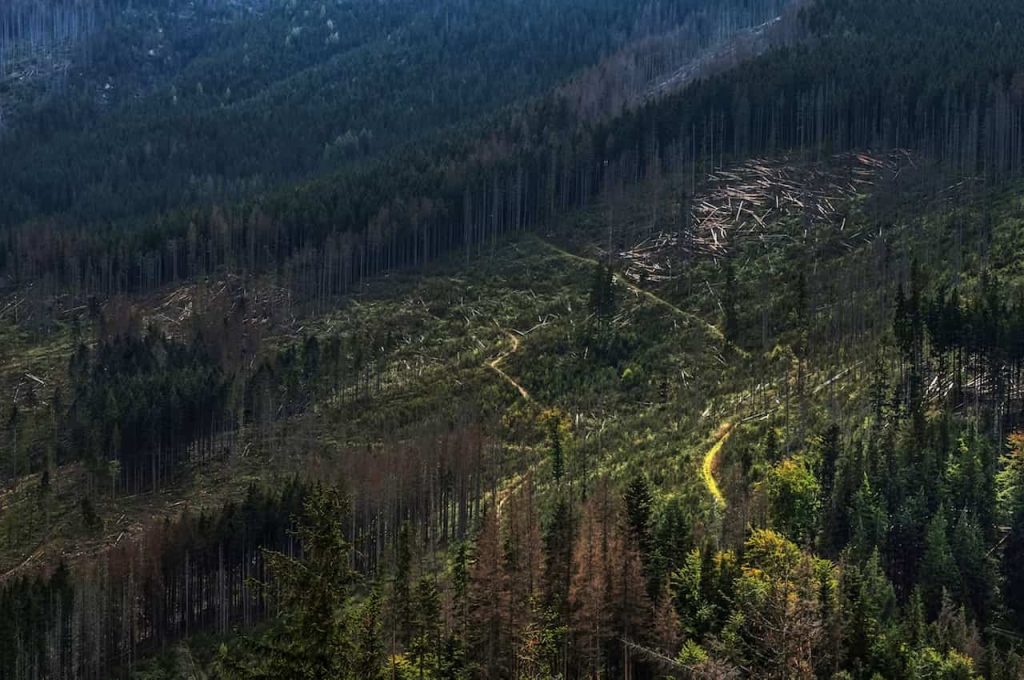 UK Outlines Strict New Measures on Illegal Deforestation