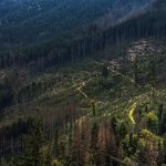 UK Outlines Strict New Measures on Illegal Deforestation